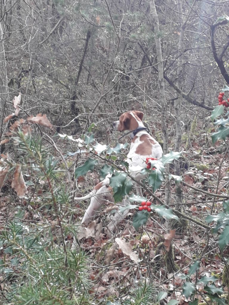 Pythie (paula) Des landes du pech